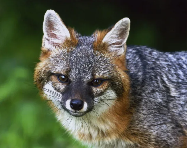 Wildlife Legacy Stamp will feature gray fox